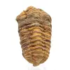 Fossile de trilobite - 0