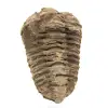 Trilobite brut - 0
