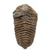 Fossile de trilobite Maroc - 0