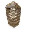 Trilobite du Maroc - 0