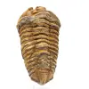 Trilobite - 0