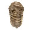 Trilobite brut du Maroc - 0