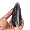 Fossile d’orthocéras du Maroc - 9