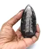 Fossile d’orthocéras du Maroc - 13