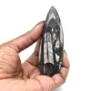 Fossile d’orthocéras du Maroc - 14