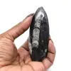 Orthocéras fossile - 0