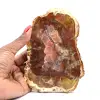 Bois fossilisé naturel - 0