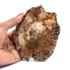 Bois pétrifié naturel - 0
