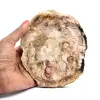 Bois silicifié naturel - 0