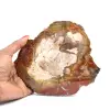 Tranche de bois fossilisé de madagascar - 0