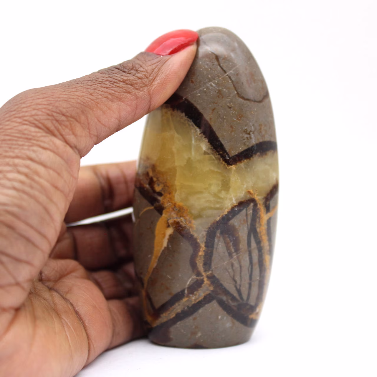 Septaria naturelle de collection