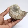 Ammonite Douvilleiceras inaequinodum - 0