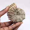 Ammonite Douvilleiceras inaequinodum