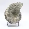 Ammonite Douvilleiceras inaequinodum - 4