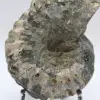 Ammonite Douvilleiceras inaequinodum - 5