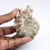 Ammonite Douvilleiceras inaequinodum - 0