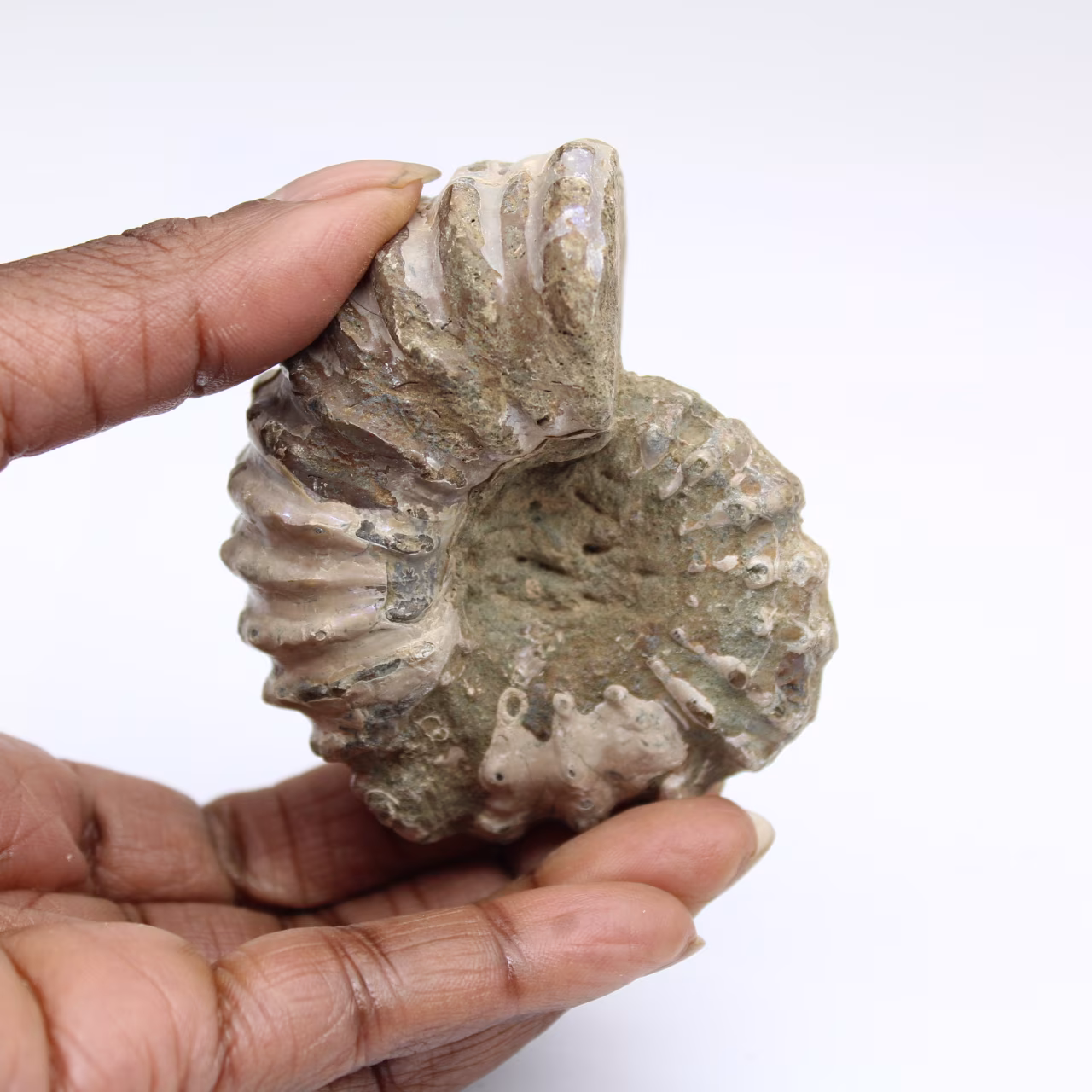 Ammonite Douvilleiceras inaequinodum