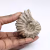 Ammonite Douvilleiceras inaequinodum