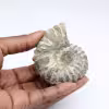 Ammonite Douvilleiceras inaequinodum