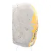 Jaspe Bumblebee d'Indonésie : Petit Spécimen Poli - 6