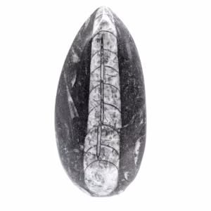Orthocéras fossile du Maroc