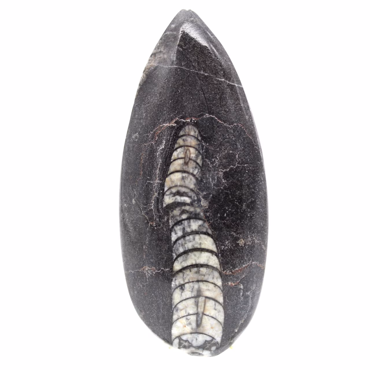 Orthocéras fossile