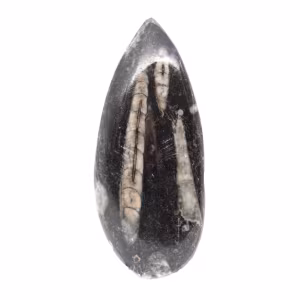 Orthocéras fossile du Maroc