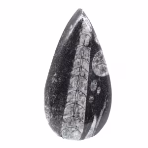 Orthocéras fossile