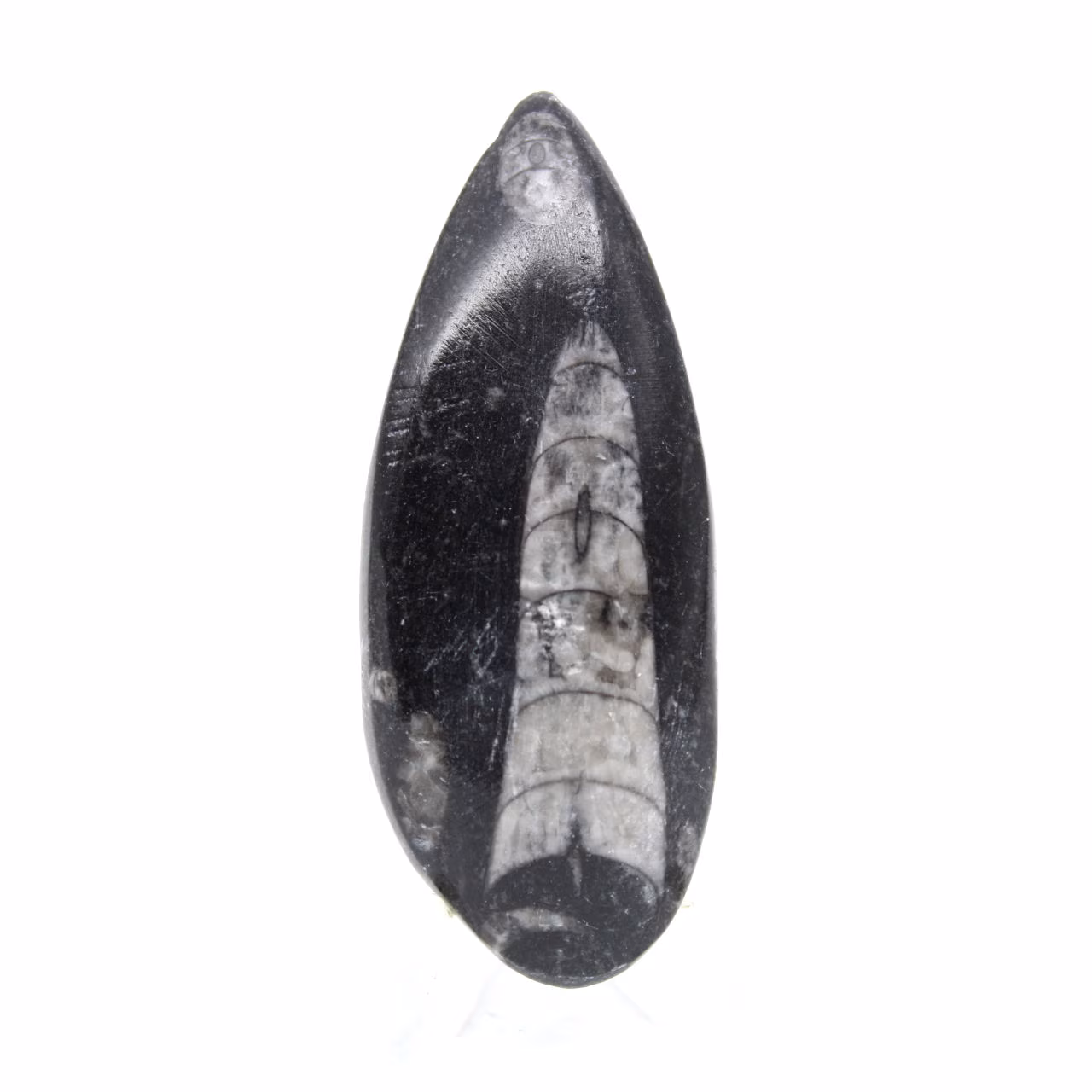 Orthocéras fossile
