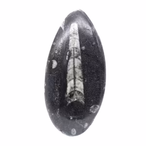 Orthocéras fossile du Maroc