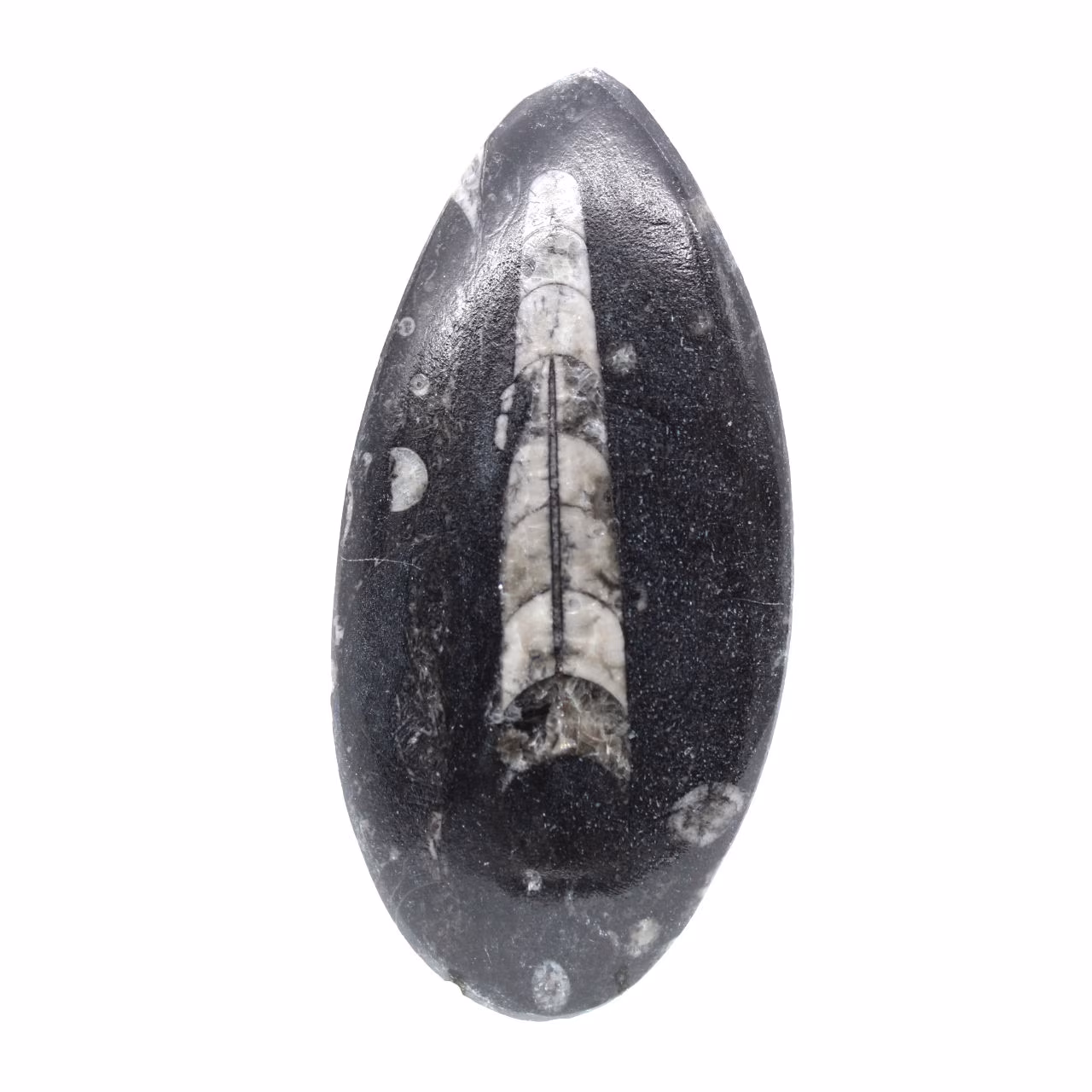 Orthocéras fossile du Maroc