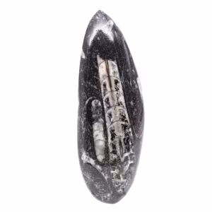 Orthocéras fossile