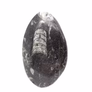 Orthocéras fossile du Maroc