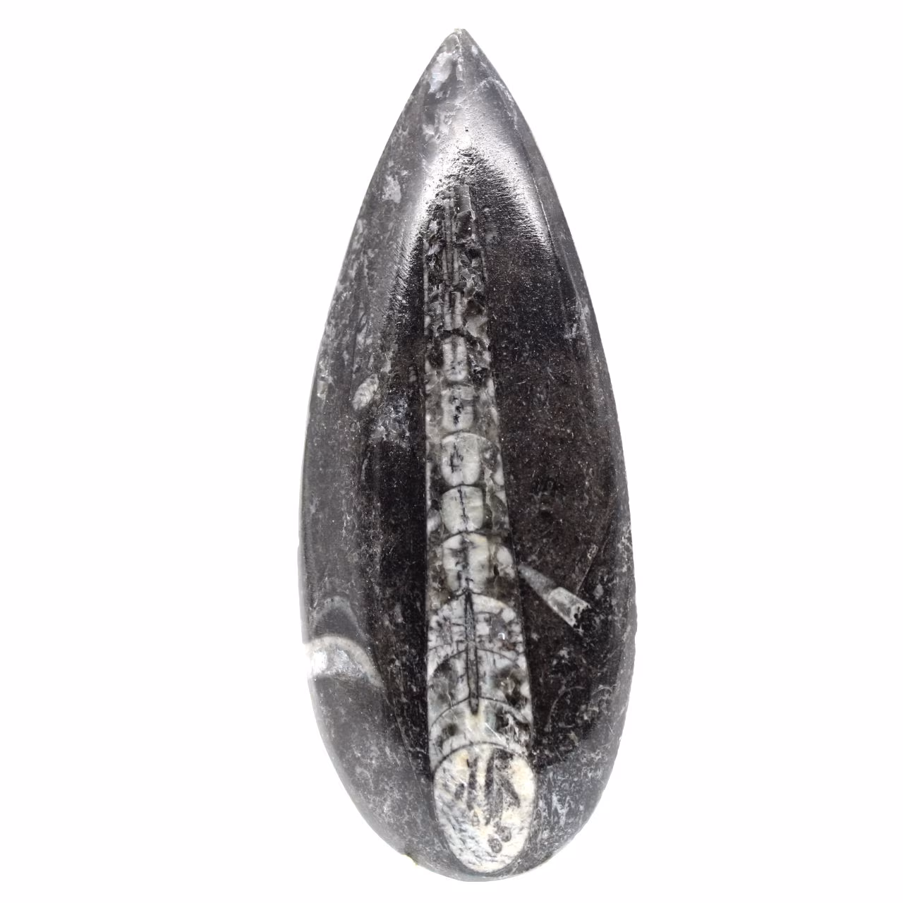 Orthocéras fossile