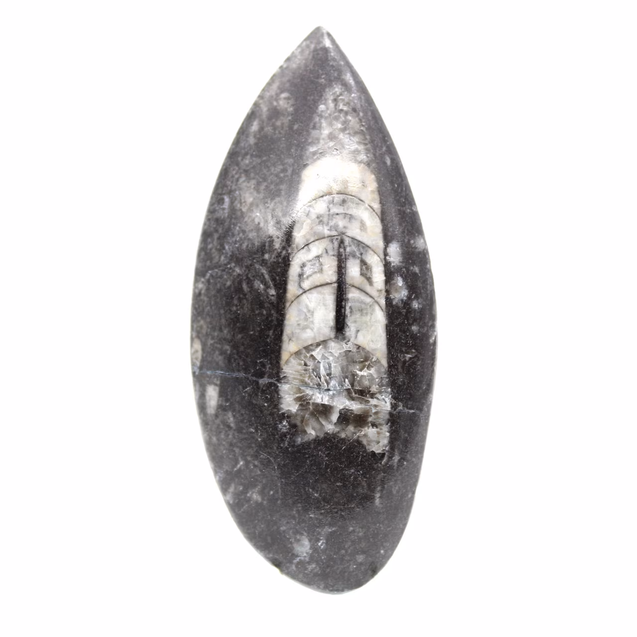Orthocéras fossile du Maroc