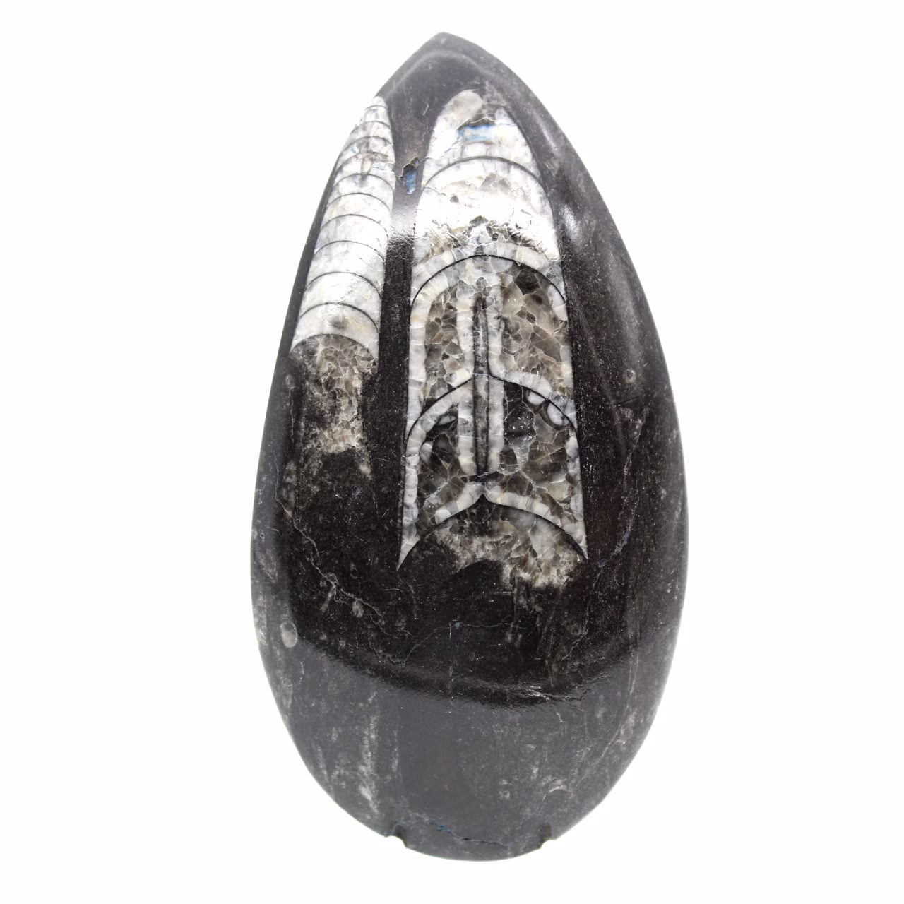 Orthocéras fossile