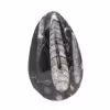 Orthocéras fossile du Maroc