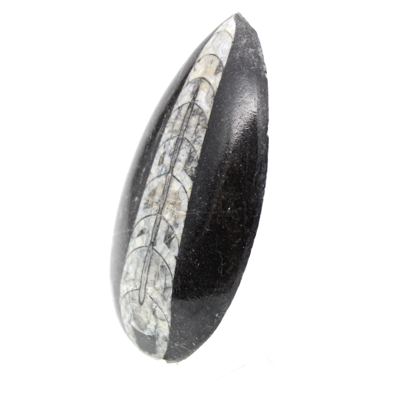 Naturosphère - Coquillage Busycon Contrarium Poli - 18 à 20 Cm - A L