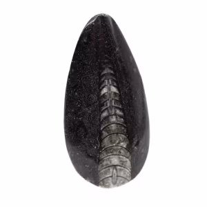 Orthocéras fossile du Maroc