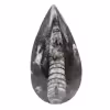 Orthocéras fossile du Maroc