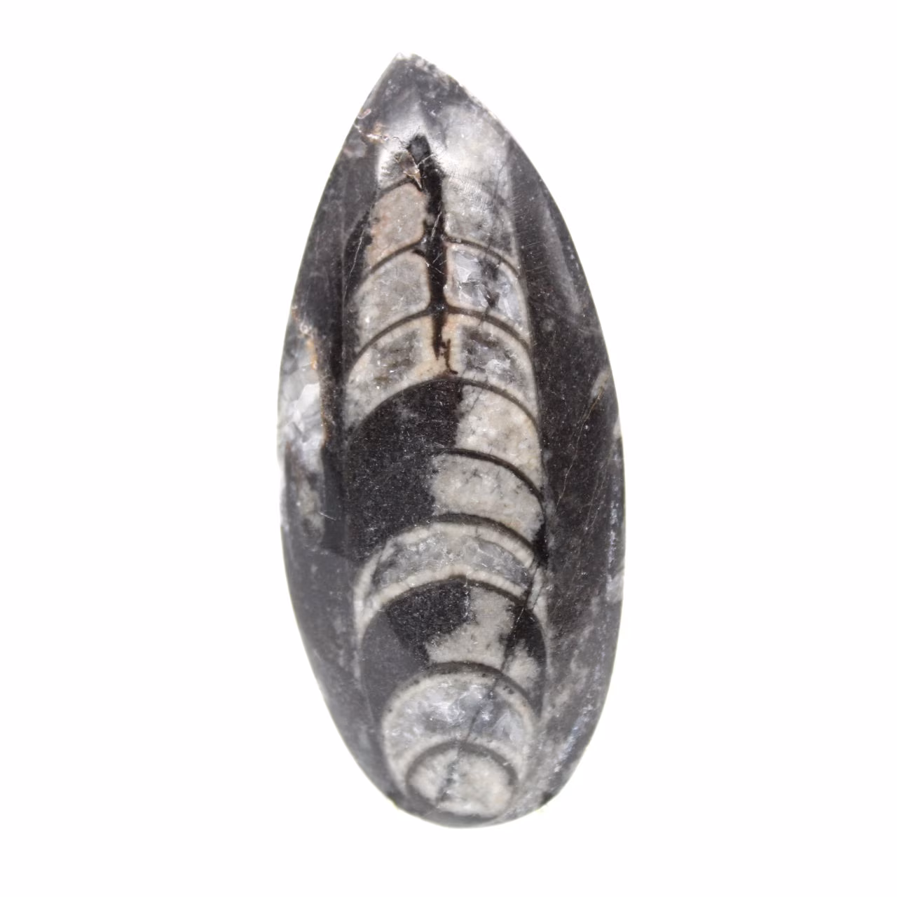 Orthocéras fossile
