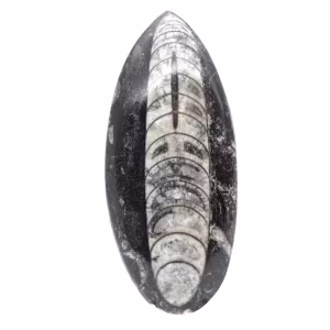 Orthocéras fossile du Maroc
