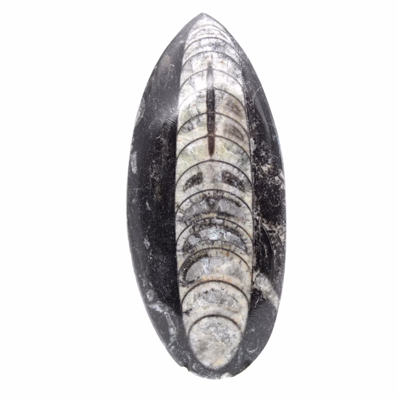 Orthocéras fossile du Maroc