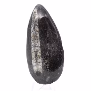 Orthocéras fossile