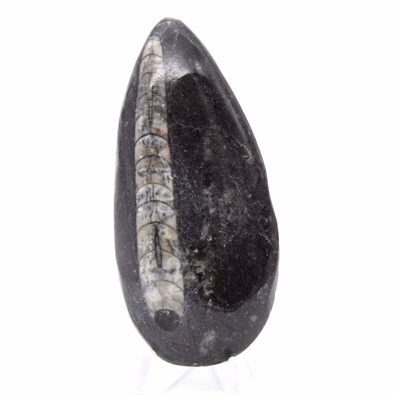 Orthocéras fossile