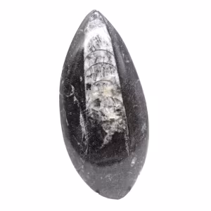 Orthocéras fossile du Maroc