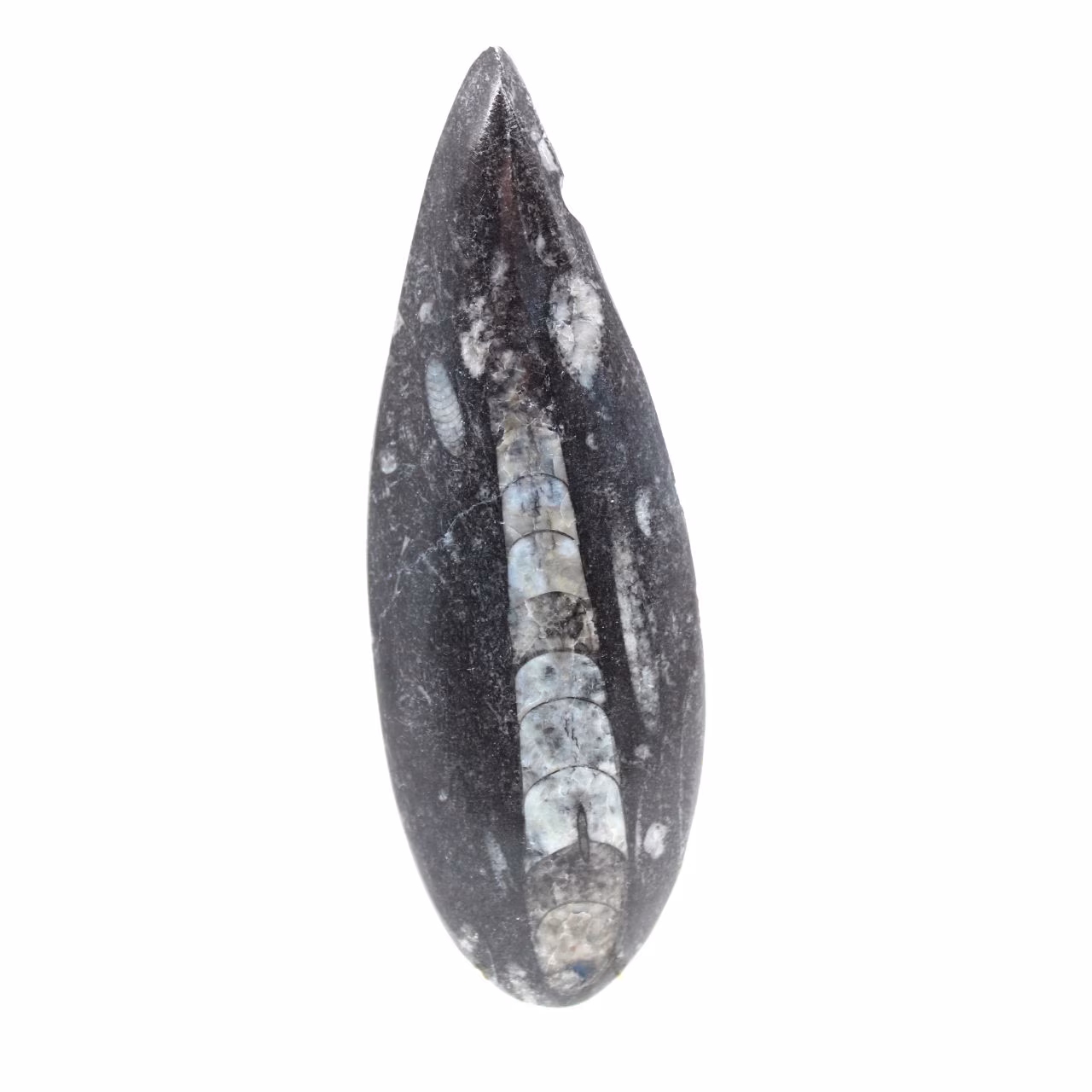 Orthocéras fossile du Maroc
