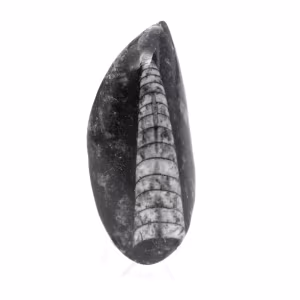 Orthocéras fossile