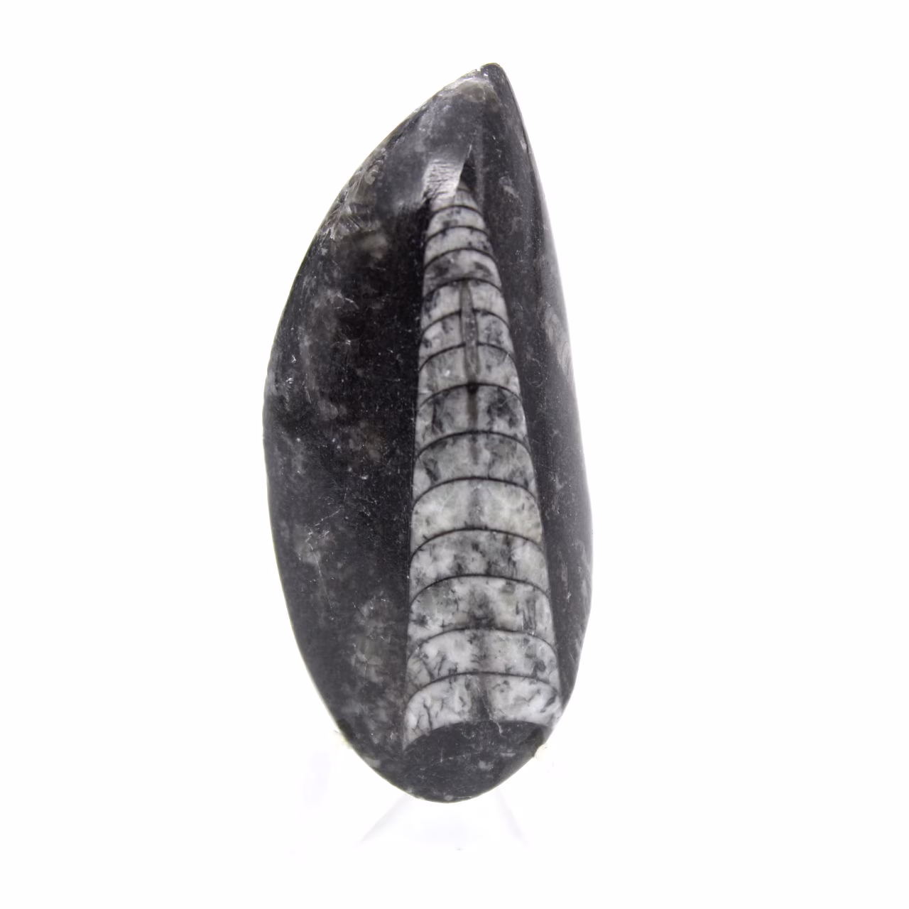 Orthocéras fossile