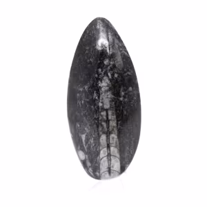 Orthocéras fossile